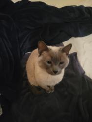Reunited Female Cat last seen Rockrommoin Delmmonico, Colorado Springs, CO 80919