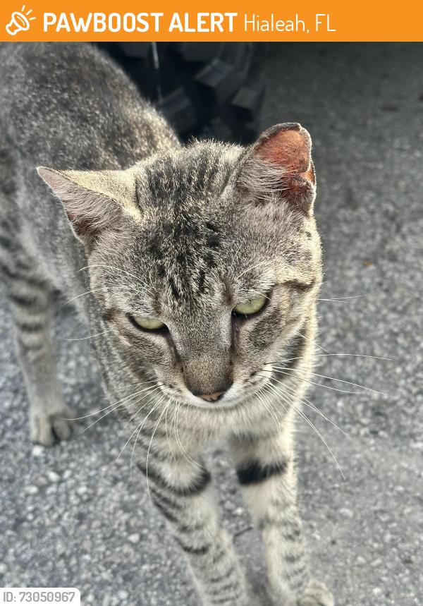 Found/Stray Male Cat last seen Leon medical center W. 64 street, Hialeah, FL 33016