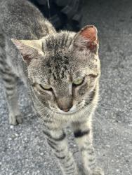 Found/Stray Male Cat last seen Leon medical center W. 64 street, Hialeah, FL 33016