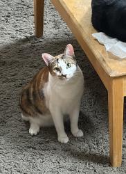 Reunited Female Cat last seen Windward Pl, Scotts Valley, CA 95066
