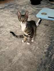 Reunited Male Cat last seen Pershing Avenue and Rosemarie Lane in Prospera Square apmt complex, Stockton, CA 95207