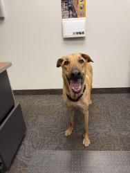 Found/Stray Female Dog last seen Elliot and Summit, Chandler, AZ 85225
