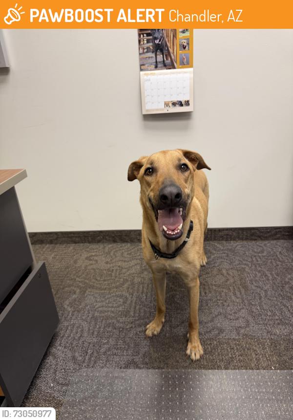 Found/Stray Female Dog last seen Elliot and Summit, Chandler, AZ 85225