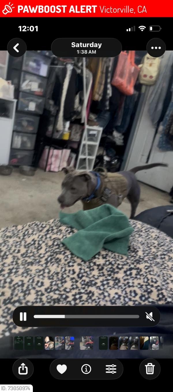 Lost Female Dog last seen Sixth ave and sitting bull st Victorville ca, Victorville, CA 92395