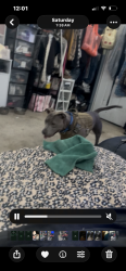 Lost Female Dog last seen Sixth ave and sitting bull st Victorville ca, Victorville, CA 92395