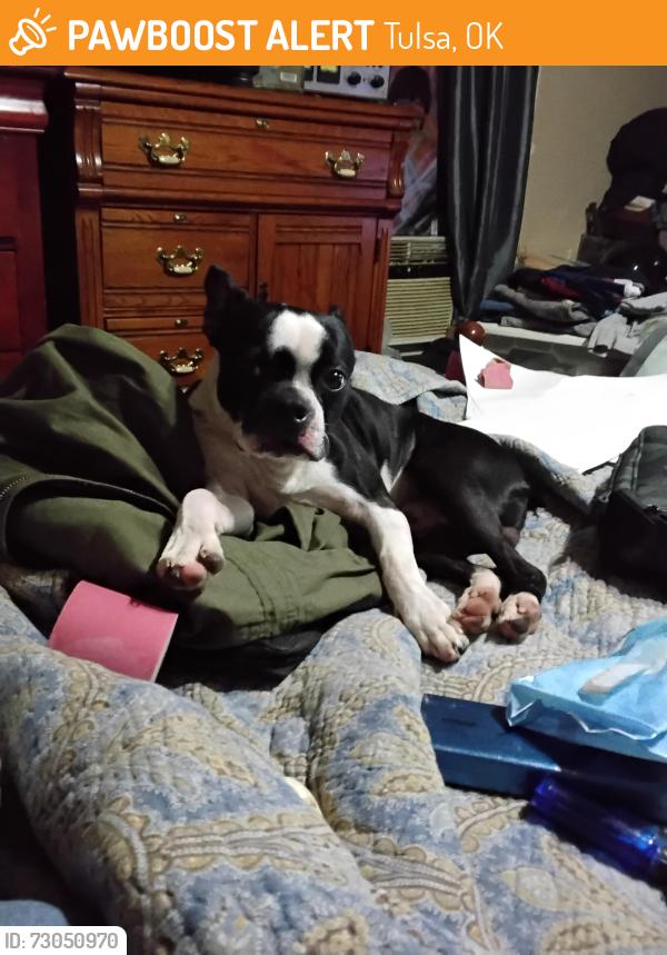 Found/Stray Male Dog last seen 11th and elgin, Tulsa, OK 74120