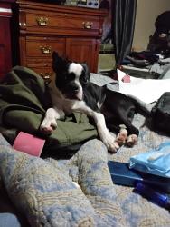 Found/Stray Male Dog last seen 11th and elgin, Tulsa, OK 74120