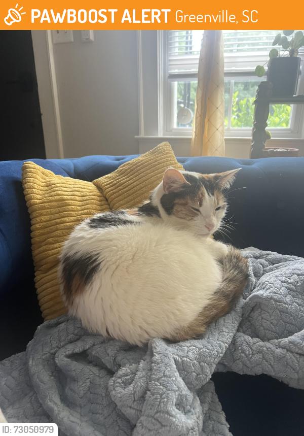 Found/Stray Female Cat last seen Bons secour hosp, Greenville, SC 29601