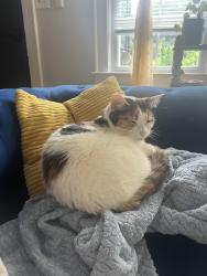 Found/Stray Female Cat last seen Bons secour hosp, Greenville, SC 29601