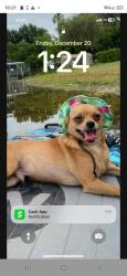 Lost Male Dog last seen picciola road, Fruitland Park, FL 34731