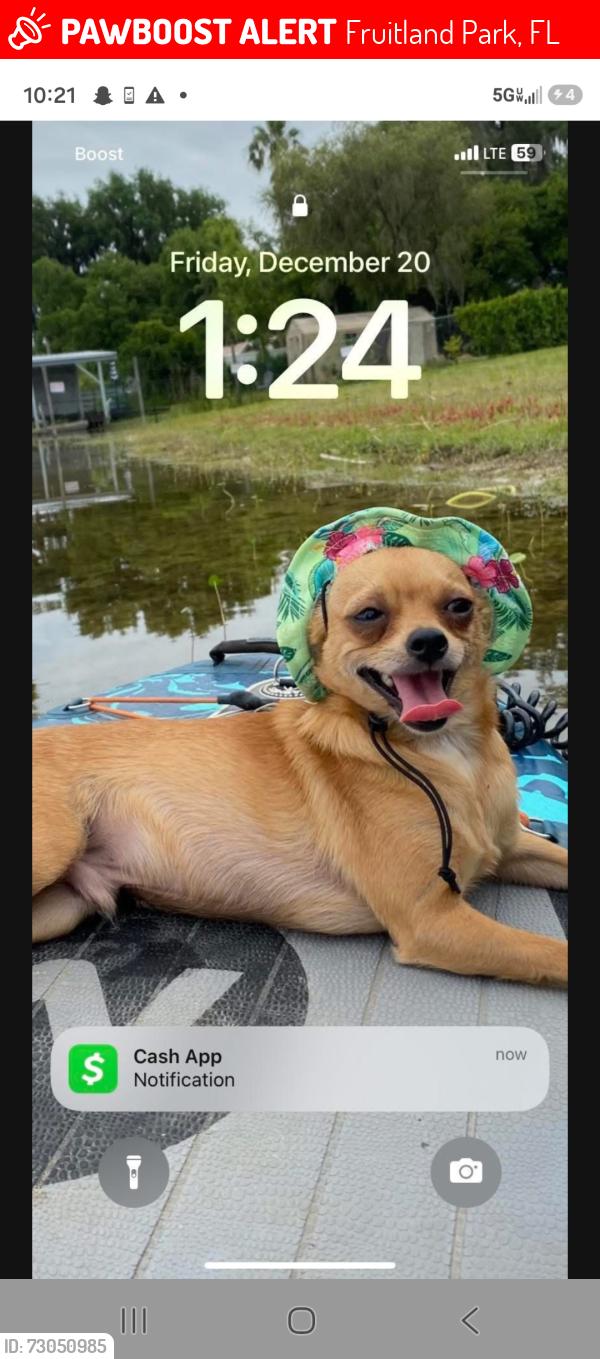 Lost Male Dog last seen picciola road, Fruitland Park, FL 34731