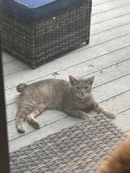 Found/Stray Unknown Cat last seen Near Jones School and St Elizabeth, Utica, NY 13501