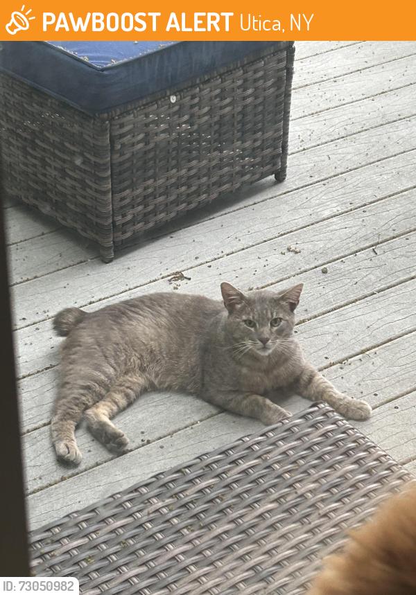 Found/Stray Unknown Cat last seen Near Jones School and St Elizabeth, Utica, NY 13501