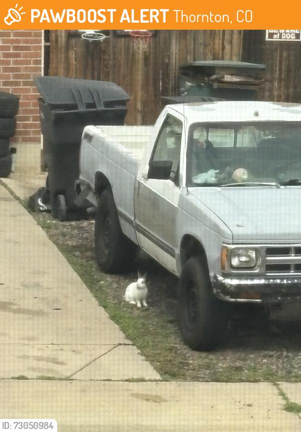 Found/Stray Unknown Rabbit last seen Birch St, and Bellaire St. northhaven neighborhood, Thornton, CO 80241