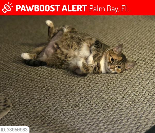 Lost Female Cat last seen Jupiter, Palm Bay, FL 32908