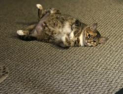 Lost Female Cat last seen Jupiter, Palm Bay, FL 32908
