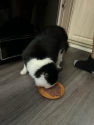 Reunited Male Cat last seen Medford and Vinton road in parkwood northeast Philadelphia 19154, Philadelphia, PA 19154