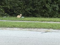 Found/Stray Unknown Cat last seen 53rd & Hayes street across from the new hse build, Merriam, KS 66203