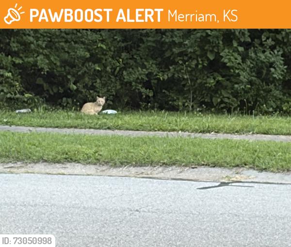 Found/Stray Unknown Cat last seen 53rd & Hayes street across from the new hse build, Merriam, KS 66203