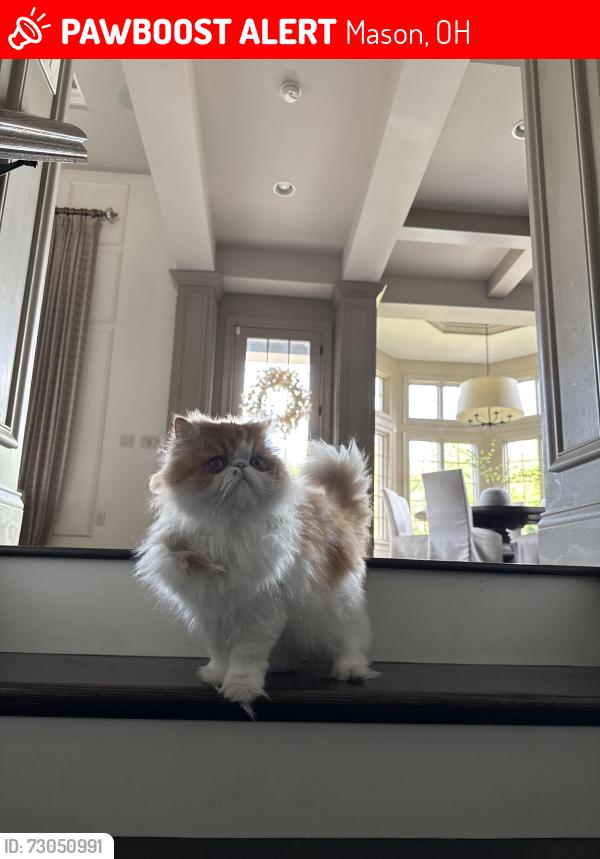 Lost Male Cat last seen Bayside Ct. Mason Ohio, Long Cove, Mason, OH 45040