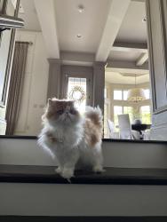 Lost Male Cat last seen Bayside Ct. Mason Ohio, Long Cove, Mason, OH 45040