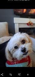 Lost Female Dog last seen Ave 52 fitz burns park, La Quinta, CA 92253
