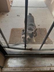 Reunited Male Dog last seen Sombrillo and Stinson, Stinson Tower, NM 87121
