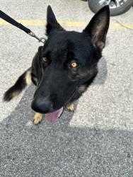 Found/Stray Male Dog last seen Near, Kansas City, KS 66104