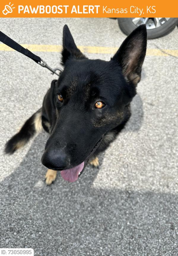 Found/Stray Male Dog last seen Near, Kansas City, KS 66104