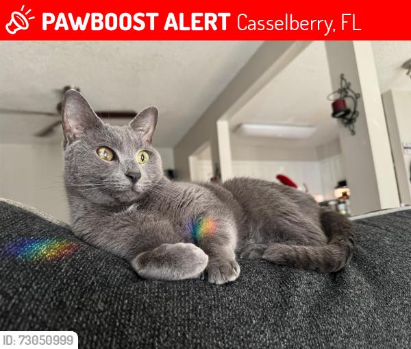 Lost Female Cat last seen Flemming Way and Horatio, Casselberry, FL 32751