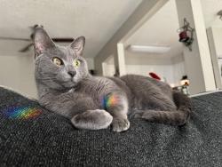 Lost Female Cat last seen Flemming Way and Horatio, Casselberry, FL 32751