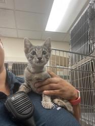 Shelter Stray Male Cat last seen Near E Beltline, Desoto, TX, 1150 E Pleasant Run Rd, Cedar Hill, TX 75104, USA