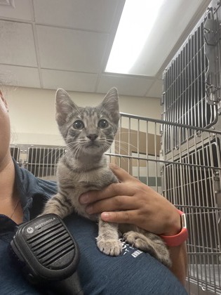 Shelter Stray Male Cat last seen Near E Beltline, Desoto, TX, 1150 E Pleasant Run Rd, Cedar Hill, TX 75104, USA