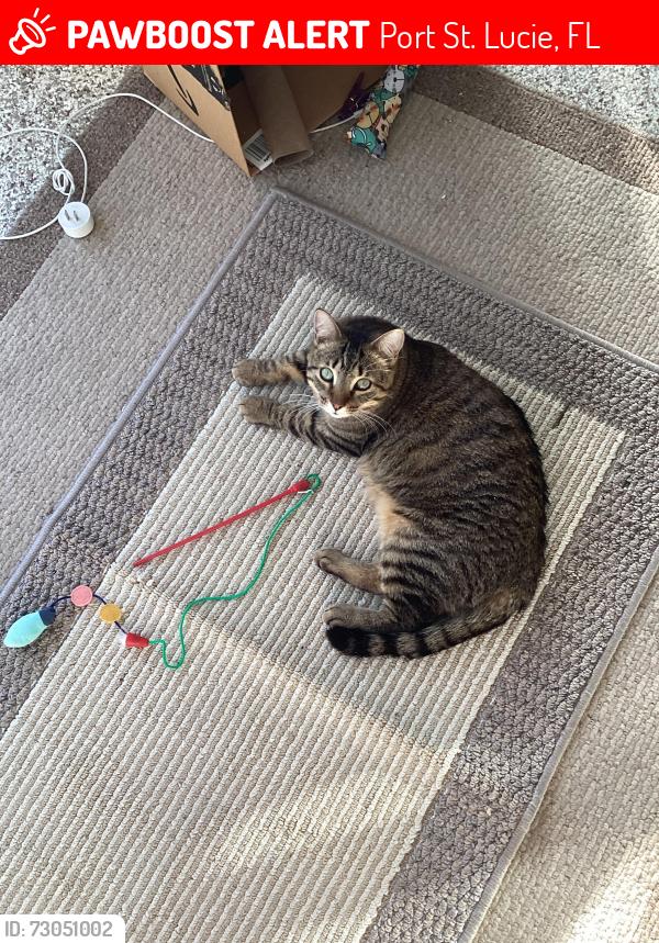 Lost Female Cat last seen Veterans memorial parkway, Port St. Lucie, FL 34952