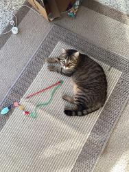 Lost Female Cat last seen Veterans memorial parkway, Port St. Lucie, FL 34952