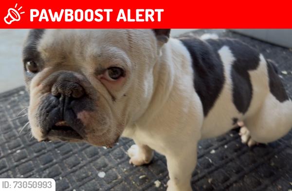 Lost Male Dog last seen 160th st maybe also somewhere in a local store area, Lake Los Angeles, CA 93591