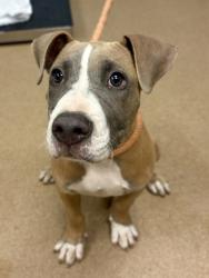 Shelter Stray Male Dog last seen Near S Stone Mountain Lithonia Rd., 30058, GA, 3280 Chamblee Dunwoody Rd, Chamblee, GA 30341, USA