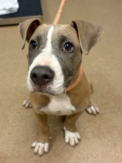 Shelter Stray Male Dog last seen Near S Stone Mountain Lithonia Rd., 30058, GA, 3280 Chamblee Dunwoody Rd, Chamblee, GA 30341, USA