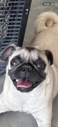 Lost Female Dog last seen McCombs, El Paso, TX 79934