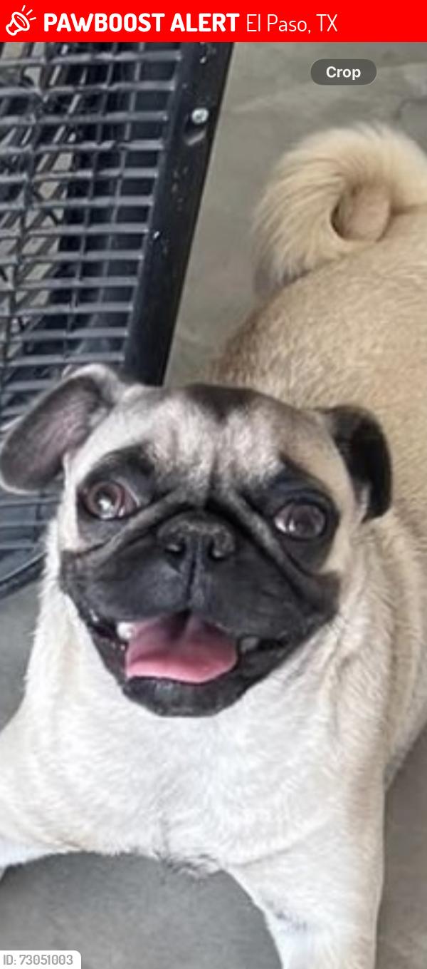 Lost Female Dog last seen McCombs, El Paso, TX 79934