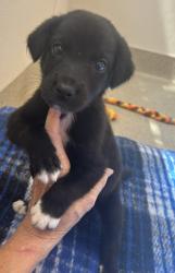 Shelter Stray Male Dog last seen JASANDRA WAY, 75149, TX, 1650 Gross Rd, Mesquite, TX 75149, USA