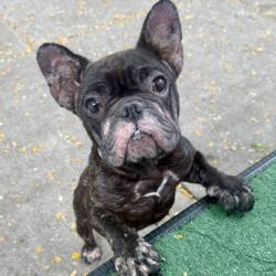 Shelter Stray Female Dog last seen 99th ave and Sunnyside St area, Oakland, , 1101 29th Ave, Oakland, CA 94601, USA