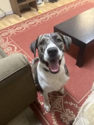Found/Stray Female Dog last seen Off 31 by butler horse ranch, Chandler, TX 75758
