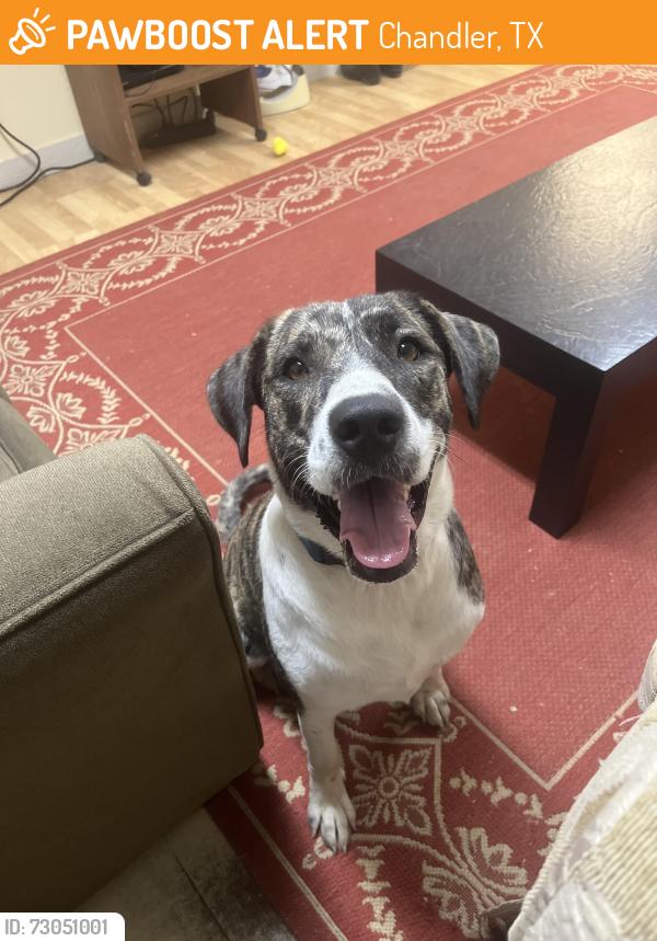 Found/Stray Female Dog last seen Off 31 by butler horse ranch, Chandler, TX 75758
