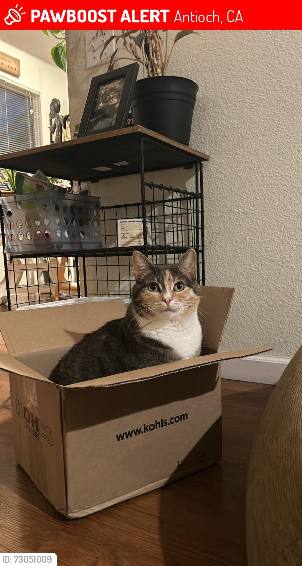 Lost Female Cat last seen badger pass way , Antioch, CA 94531