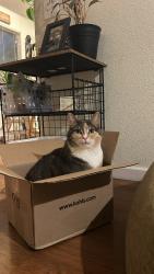 Lost Female Cat last seen badger pass way , Antioch, CA 94531