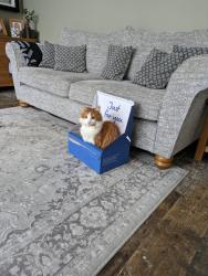 Lost Male Cat last seen Seacroft rd, Plymouth, England PL5 1SR