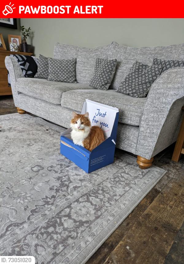 Lost Male Cat last seen Seacroft rd, Plymouth, England PL5 1SR