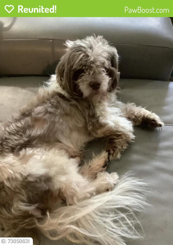 Reunited Male Dog last seen Sparkman and Chisholm or Loughman , Tampa, FL 33616
