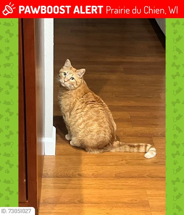 Lost Male Cat last seen LARRY LANE AND LIMERY ROAD, Prairie du Chien, WI 53821